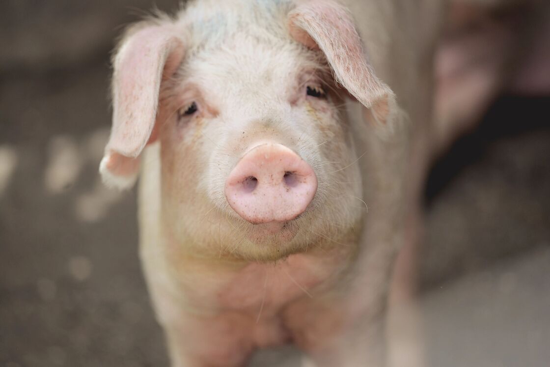 BỆNH HÔ HẤP TRÊN HEO